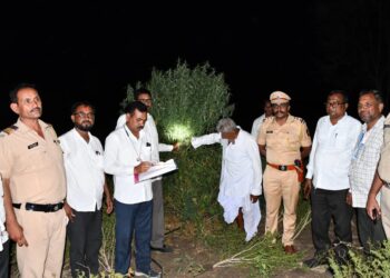 मुखेड तालुक्यातील हिप्परगा येथे शेतात बेकायदेशीर गांजाची लागवड तब्बल ५ किलो गांजासह ६७ वर्षीय आरोपी जेरबंद
