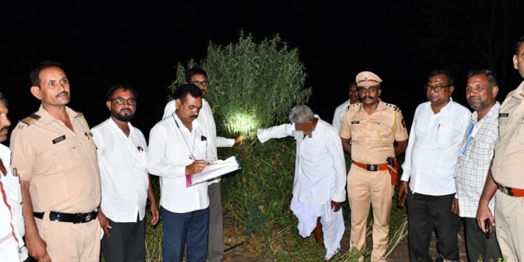 मुखेड तालुक्यातील हिप्परगा येथे शेतात बेकायदेशीर गांजाची लागवड तब्बल ५ किलो गांजासह ६७ वर्षीय आरोपी जेरबंद