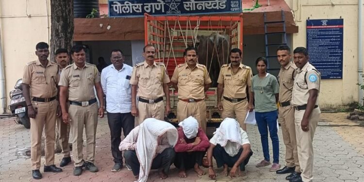 सोनखेड पोलिसांची धडक कारवाई म्हैस चोरीचा गुन्हा उघडकीस ७० हजार रुपयांची म्हैस जप्त करून आरोपींना ठोकल्या ठोकल्या मुसक्या
