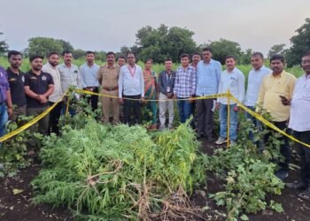बेकायदेशीर गांजाची शेती उद्ध्वस्त ५.२५ लाखांचा गांजा जप्त एका आरोपीविरुद्ध गुन्हा दाखल