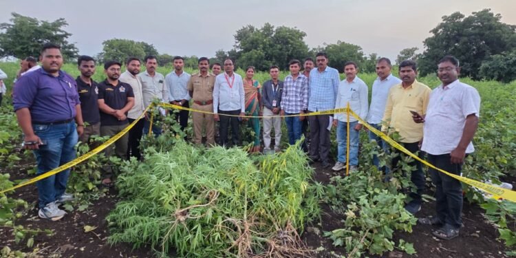 बेकायदेशीर गांजाची शेती उद्ध्वस्त ५.२५ लाखांचा गांजा जप्त एका आरोपीविरुद्ध गुन्हा दाखल